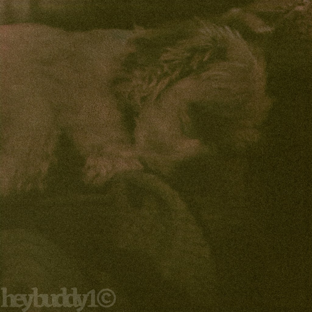 heybuddy album cover